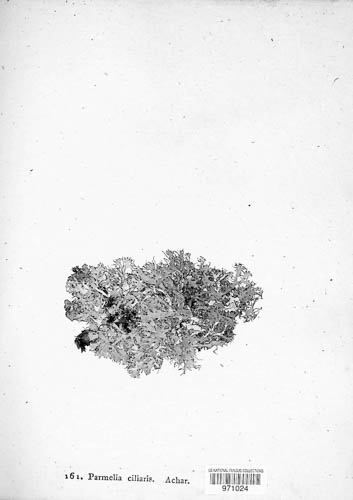 Anaptychia ciliaris image